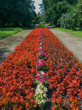Park pathway and colorful flower path betweenの写真素材