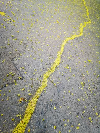 Green line by flowers in center of pavementの写真素材