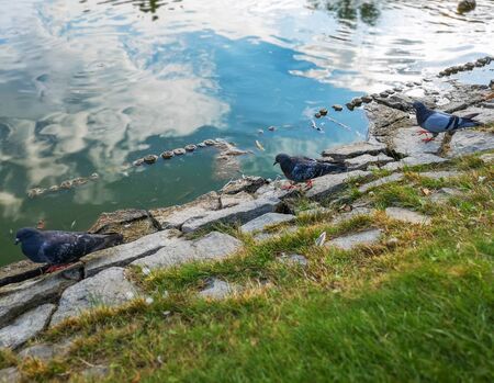 Three pigeons walking on stones near lake in parkの写真素材
