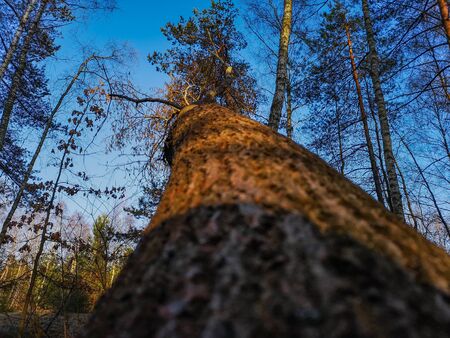 Upward Look to tree crown and leafs and blue sky