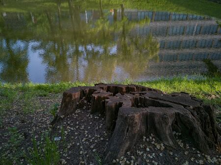 Remains of felled tree in park near river with reflections in waterの写真素材