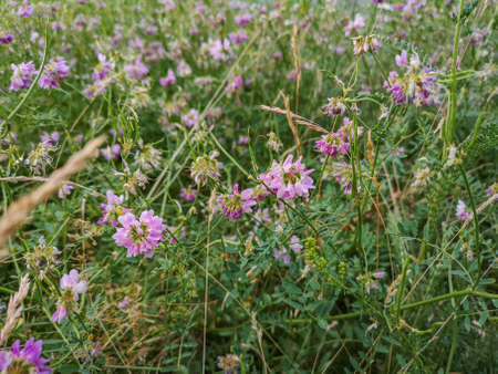 Small pink flowers with green bushes aroundの写真素材