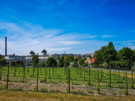 Zielona Gora June 9 2019 Young Grapevine plants on hill in parkのeditorial素材
