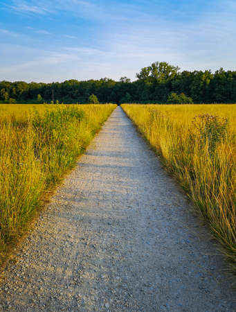 Long path to forest between yellow fields at sunny morningの写真素材