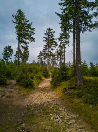 Long stony pathway in Owl Mountains between bushes and treesの写真素材