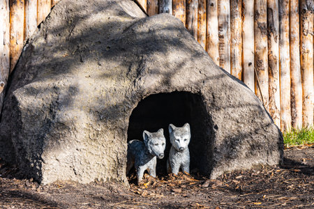 Statue of small gray wolfs in cave standing in front of wooden fenceの写真素材