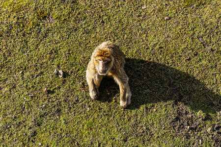 Berber macaque Macaca sylvanus sitting on dry grass and leafsの写真素材