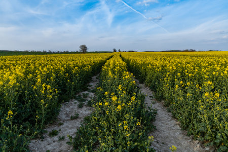 Huge field of Small yellow young colza flower with green stalksの写真素材