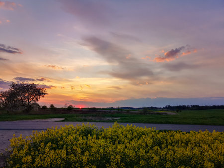 Green and yellow fields of colza at cloudy sunsetの写真素材