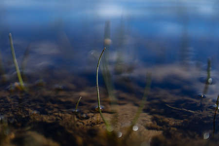 Small stem of green grass growing over water surface at edge of lakeの写真素材