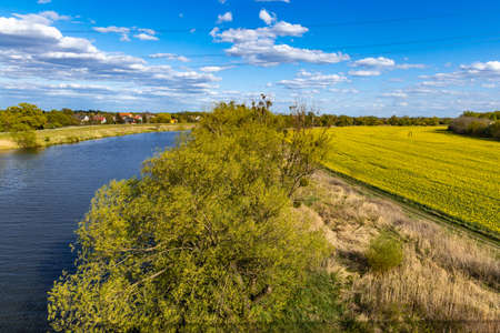 Row of big bushes between huge yellow and green colza field and riverの写真素材