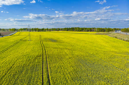 Huge yellow field of colza between streets and trees at cloudy sunny day