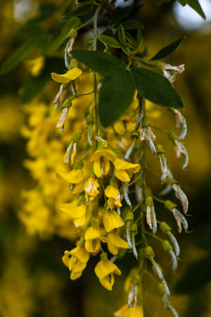 Small yellow flower on branch of small bush in parkの写真素材