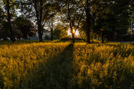 Beautiful shining sun behind trees of park and highlight fields of high grassの写真素材