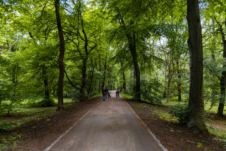 Long path in park full of green trees and bushes with riding cyclistsの写真素材