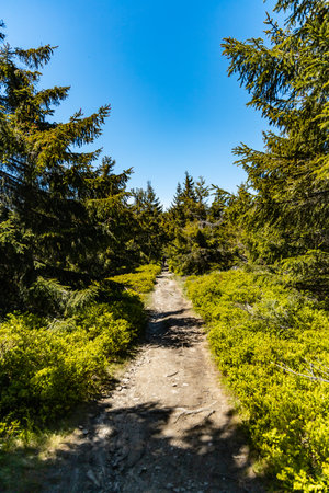Long mountain trail in Jizera Mountains with high trees around