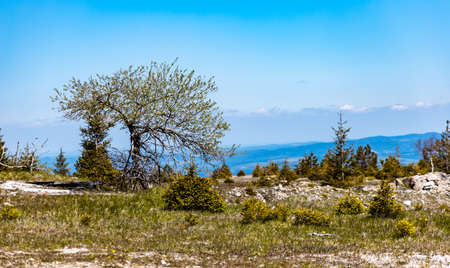 Green square with small trees and bushes around in Jizera mountainsの写真素材