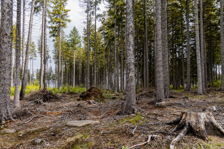 Big forest in Rudawy Janowickie mountains full of high old dry trees