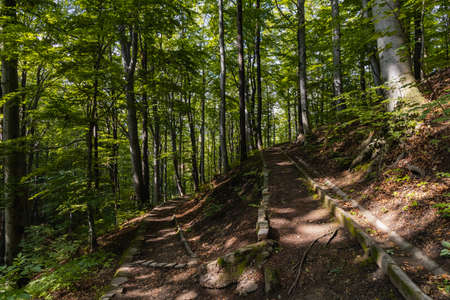 Paths of city park of Jan III Sobieski full of old trees in Walbrzychの写真素材