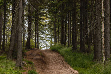Long mountain trail in forest with bushes and trees around in Walbrzych mountainsの写真素材