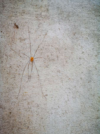 Tiny spider with thin long legs sitting on concrete wallの写真素材