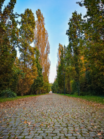 Alley in park with high autumn trees on both sidesの写真素材