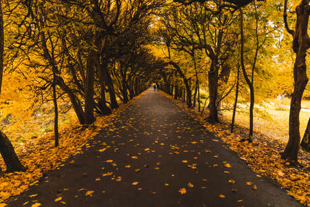 Long path in bindage full of crooked trees and autumn leavesの写真素材