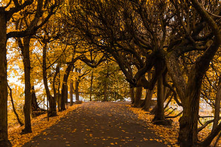 Long path in bindage full of crooked trees and autumn leaves