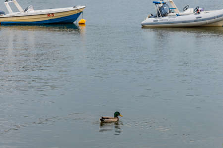 Poznan, Poland - October 2 2020: Duck on Great Malta lake in Poznan city at cloudy dayのeditorial素材