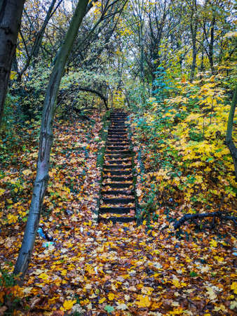 Old concrete stairs full of fallen leaves in park to small hill with trees and bushes aroundの写真素材