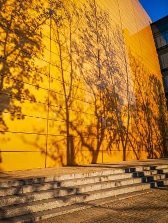 Shadows of high trees in park on yellow wall of buildingの写真素材
