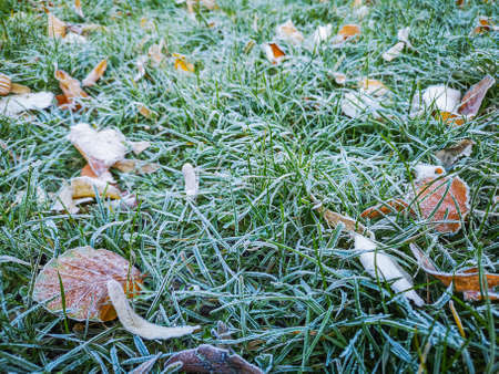 Light green grass with brown fallen leaves and frost on itの写真素材