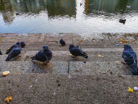 Few young and old pigeons walking on stairs next to small city moatの写真素材