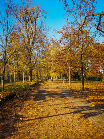 Long path at city promenade with wooden benches and trees around and fallen leavesの写真素材