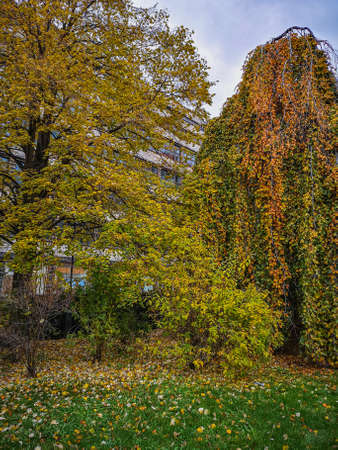 High tree with bushes and high willow with a lot of fallen leaves around in small squareの写真素材