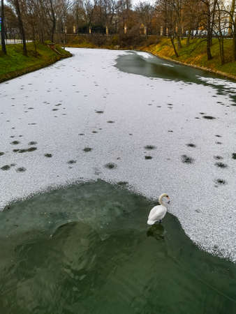 Big white swan walking on thin sheet of ice full of snow on city moatの写真素材