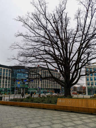 Wroclaw, Poland - January 2021: High old tree without leaves at square next to shopping mall...