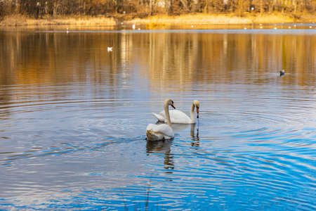 Swans and ducks swimming in big lake in center of small parkの写真素材