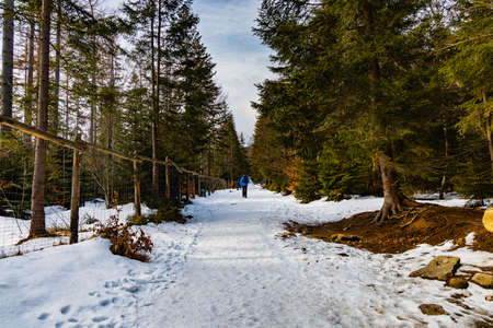 People walking through icy mountain trail next to wooden fence and high treesの写真素材