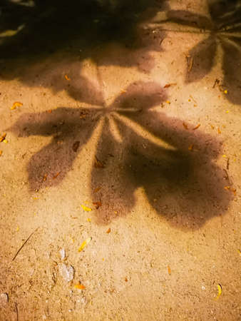 Night shadow of big leaf of the tree on stony path