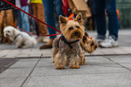 Wroclaw, Poland - September 2022: Dog parade at city center with hundreds of barking and smiling dogsのeditorial素材