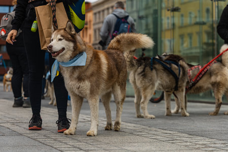 Wroclaw, Poland - September 2022: Dog parade at city center with hundreds of barking and smiling dogsのeditorial素材