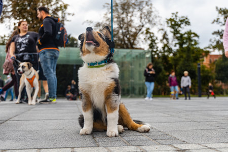 Wroclaw, Poland - September 2022: Dog parade at city center with hundreds of barking and smiling dogsのeditorial素材