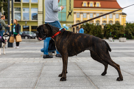 Wroclaw, Poland - September 2022: Dog parade at city center with hundreds of barking and smiling dogsのeditorial素材