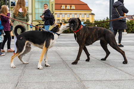 Wroclaw, Poland - September 2022: Dog parade at city center with hundreds of barking and smiling dogsのeditorial素材