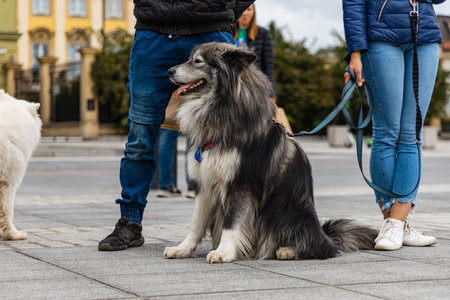 Wroclaw, Poland - September 2022: Dog parade at city center with hundreds of barking and smiling dogsのeditorial素材