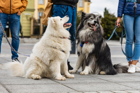Wroclaw, Poland - September 2022: Dog parade at city center with hundreds of barking and smiling...