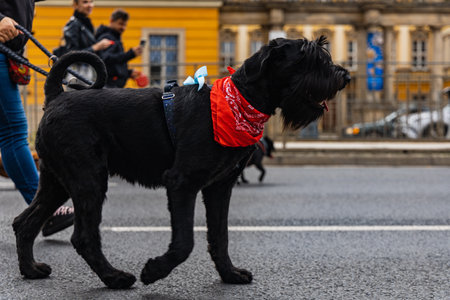 Wroclaw, Poland - September 2022: Dog parade at city center with hundreds of barking and smiling dogsのeditorial素材