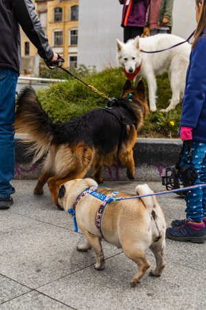 Wroclaw, Poland - September 2022: Dog parade at city center with hundreds of barking and smiling dogsのeditorial素材