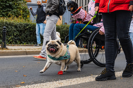 Wroclaw, Poland - September 2022: Dog parade at city center with hundreds of barking and smiling dogsのeditorial素材